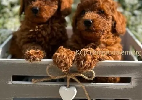 Toy i Mini Pudla stenci - 2/8