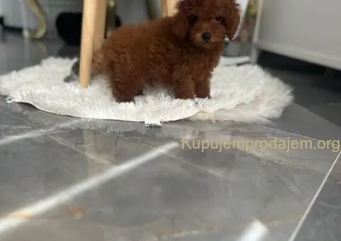 Toy i Mini Pudla stenci - 5/8