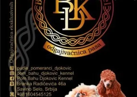 Toy i Mini Pudla stenci - 8/8