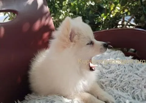 Na prodaju štenci nemačkog špica - 1/9