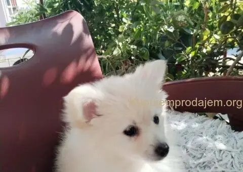 Na prodaju štenci nemačkog špica - 2/9