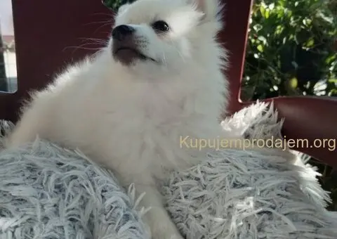 Na prodaju štenci nemačkog špica - 3/9