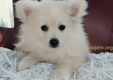 Na prodaju štenci nemačkog špica - 4/9