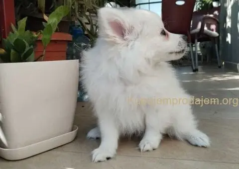 Na prodaju štenci nemačkog špica - 5/9