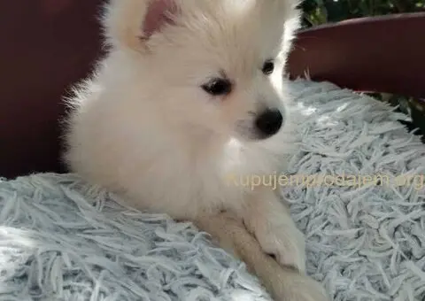 Na prodaju štenci nemačkog špica - 6/9