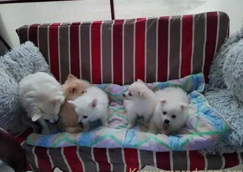 Na prodaju štenci nemačkog špica - 7/9