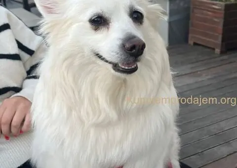 Na prodaju štenci nemačkog špica - 8/9