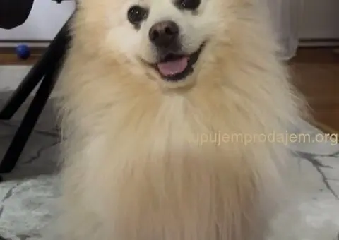 Na prodaju štenci nemačkog špica - 9/9