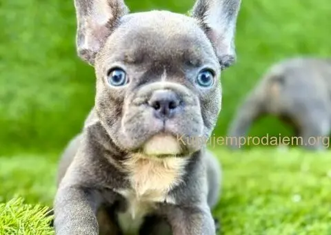 Francuski Buldog prelepi stenci - 1/11