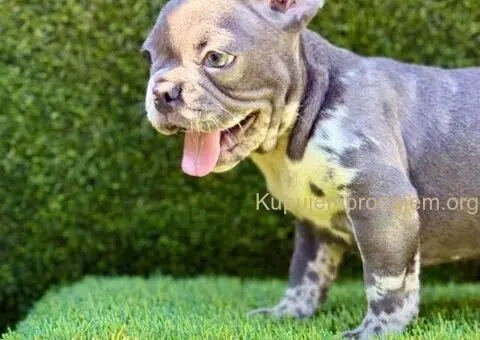 Francuski Buldog prelepi stenci - 2/11