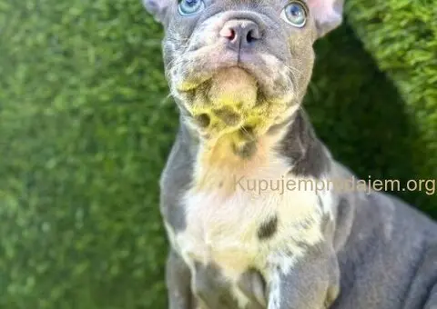 Francuski Buldog prelepi stenci - 3/11