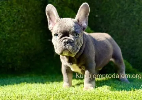 Francuski Buldog prelepi stenci - 4/11