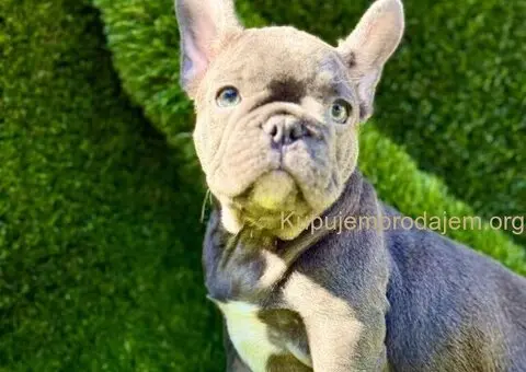 Francuski Buldog prelepi stenci - 5/11