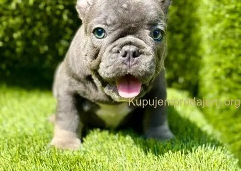 Francuski Buldog prelepi stenci - 7/11