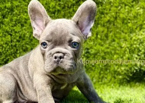 Francuski Buldog prelepi stenci - 8/11