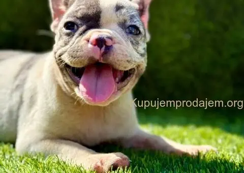 Francuski Buldog prelepi stenci - 10/11