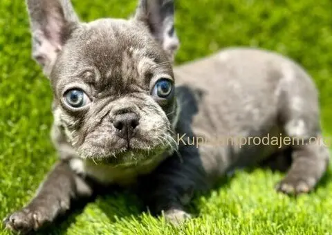 Francuski Buldog prelepi stenci - 11/11