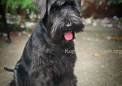 Crni patuljasti šnaucer štenci - 1/4