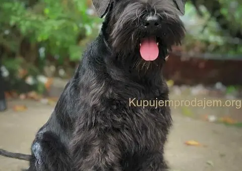 Crni patuljasti šnaucer štenci - 2/4