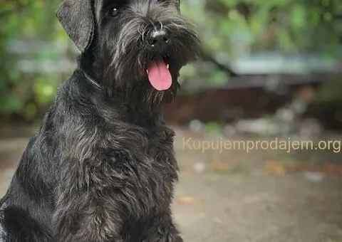 Crni patuljasti šnaucer štenci - 3/4