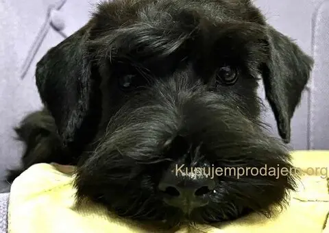 Crni patuljasti šnaucer štenci - 4/4