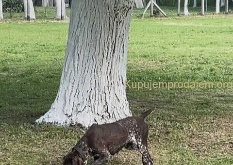 Nemački kratkodlaki ptičar ženka - NKD - 3/3