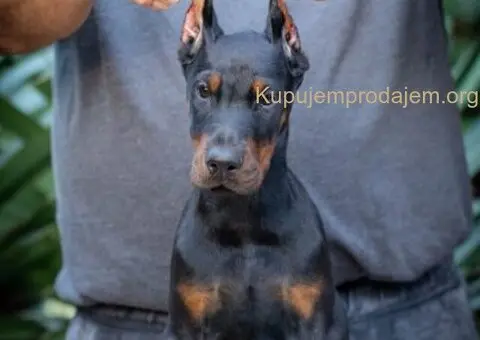 Doberman stenci - 1/5