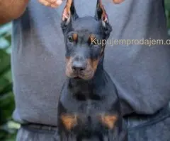 Doberman stenci