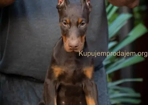 Doberman stenci - 2/5