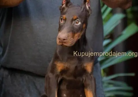 Doberman stenci - 3/5