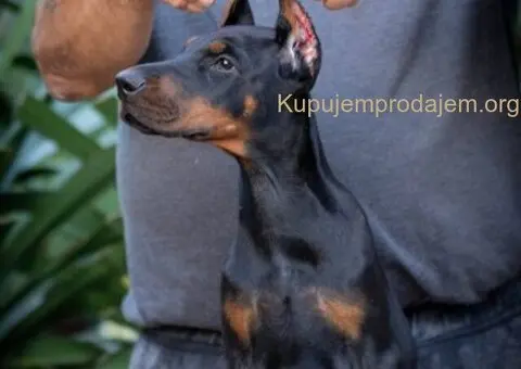 Doberman stenci - 4/5