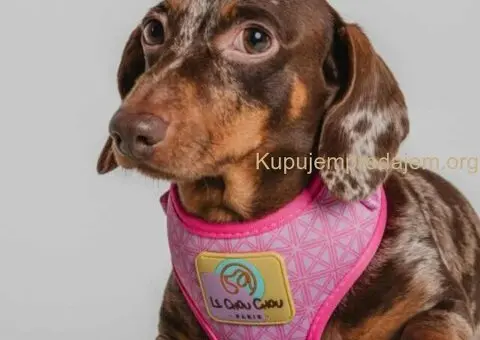 Jazavicar prelepi stenci - 1/6