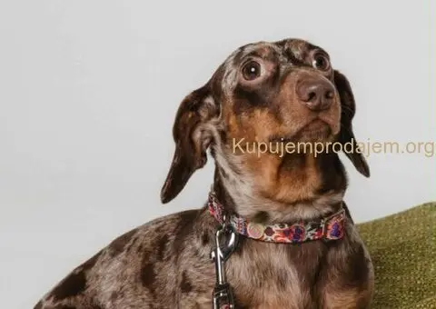 Jazavicar prelepi stenci - 2/6