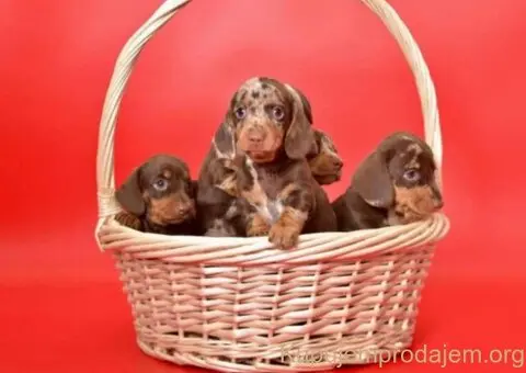 Jazavicar prelepi stenci - 4/6