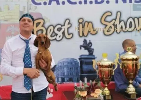 Jazavicar prelepi stenci - 5/6