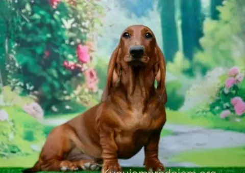 Jazavicar prelepi stenci - 6/6