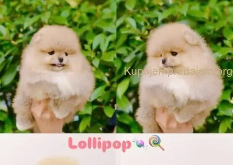 Pomeranian puppies for sale of top quality - 1/7