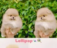 Pomeranian puppies for sale of top quality