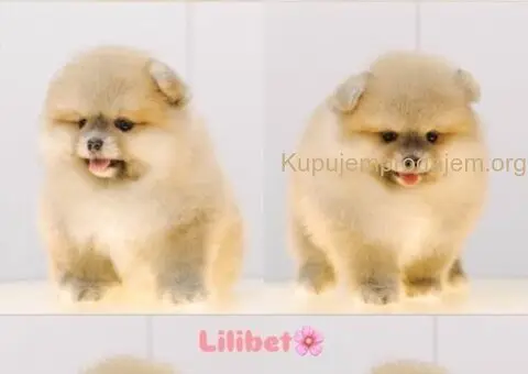 Pomeranian puppies for sale of top quality - 2/7