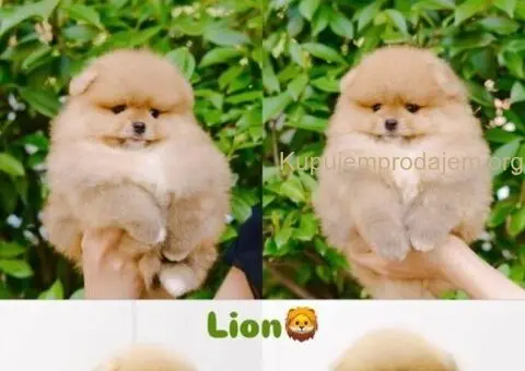 Pomeranian puppies for sale of top quality - 3/7