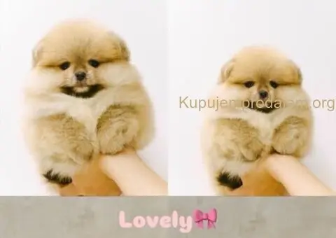 Pomeranian puppies for sale of top quality - 4/7