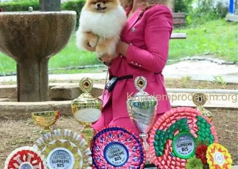 Pomeranian puppies for sale of top quality - 5/7