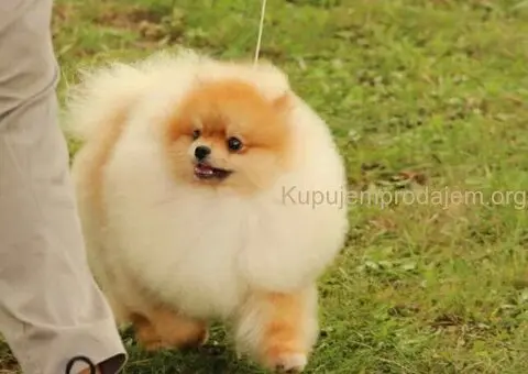 Pomeranian puppies for sale of top quality - 6/7