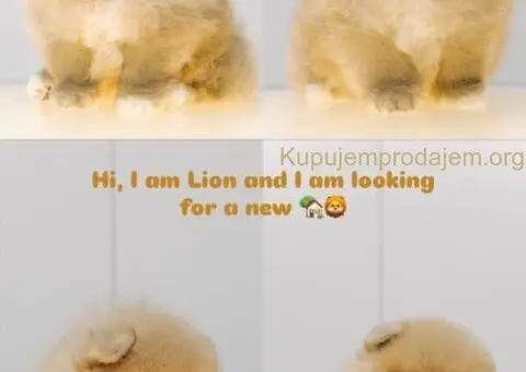 Stenci POMERANCA na prodaju vrhunskog porekla - 1/7