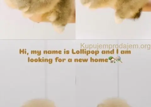 Stenci POMERANCA na prodaju vrhunskog porekla - 2/7