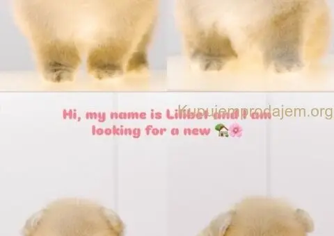 Stenci POMERANCA na prodaju vrhunskog porekla - 3/7