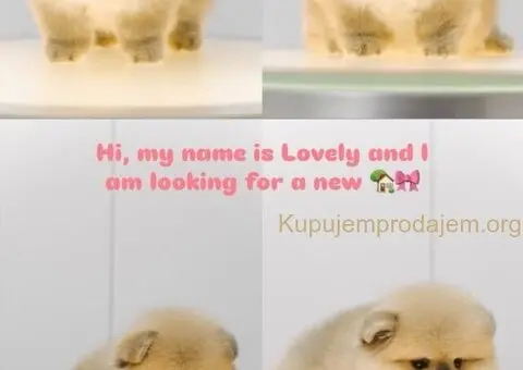 Stenci POMERANCA na prodaju vrhunskog porekla - 4/7