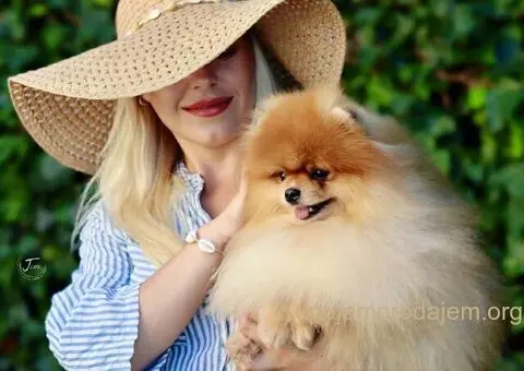 Stenci POMERANCA na prodaju vrhunskog porekla - 5/7