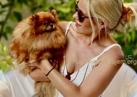 Stenci POMERANCA na prodaju vrhunskog porekla - 6/7