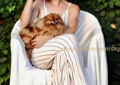 Stenci POMERANCA na prodaju vrhunskog porekla - 7/7